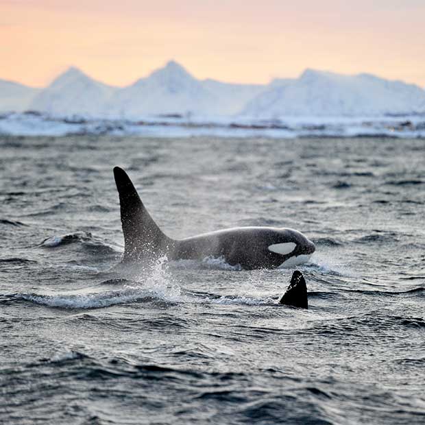 Orca in Tromso, Norway