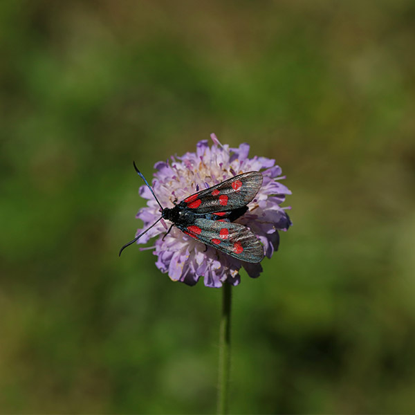 Six-spot burnet moth in Poland