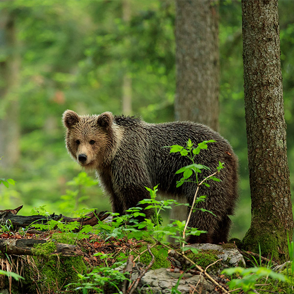 European brown bear in Slovenia.