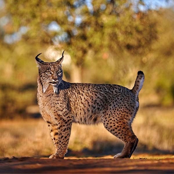 Iberian lynx in Spain