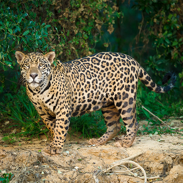 Jaguar in Pantanal, Brazil