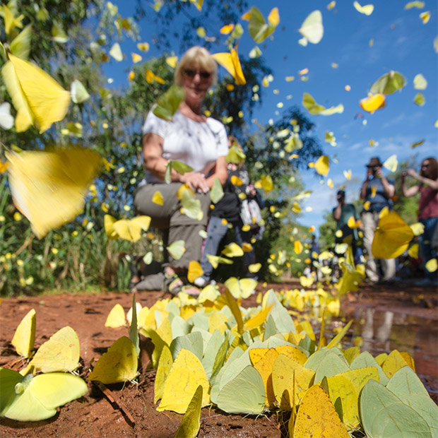 Large orange sulphur, cloudless sulphur and white-angled sulphur butterflies and clients in Iguasu Falls, Argentina.