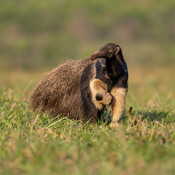 Giant anteater in Brazil.