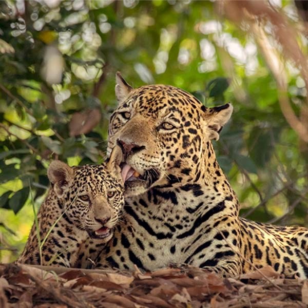 Jaguar and cub in the Pantanal, Brazil