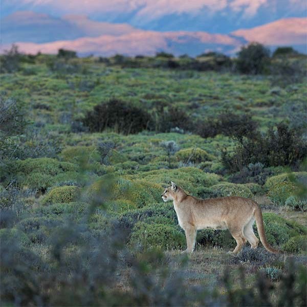 Puma in Torres del Paine, Chile