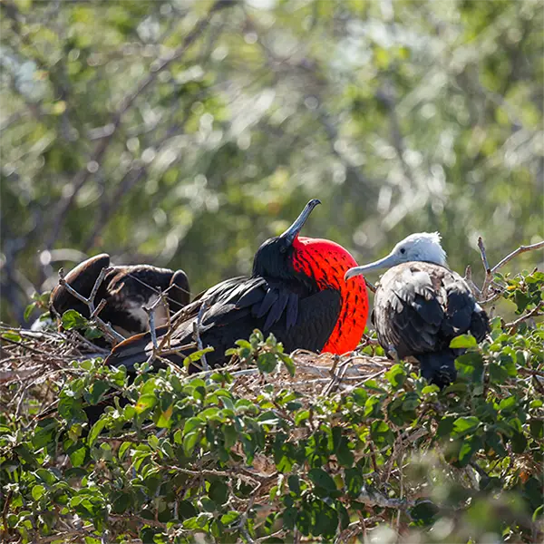 Frigatebird in the Galapagos Islands