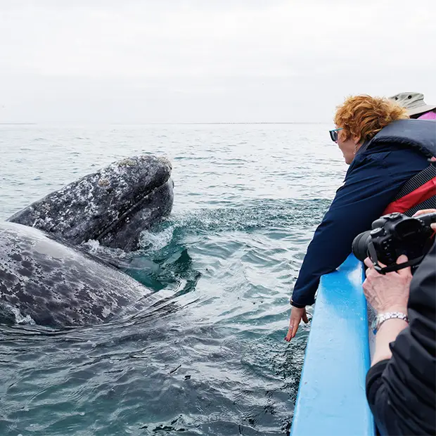 Grey whale in Mexico.