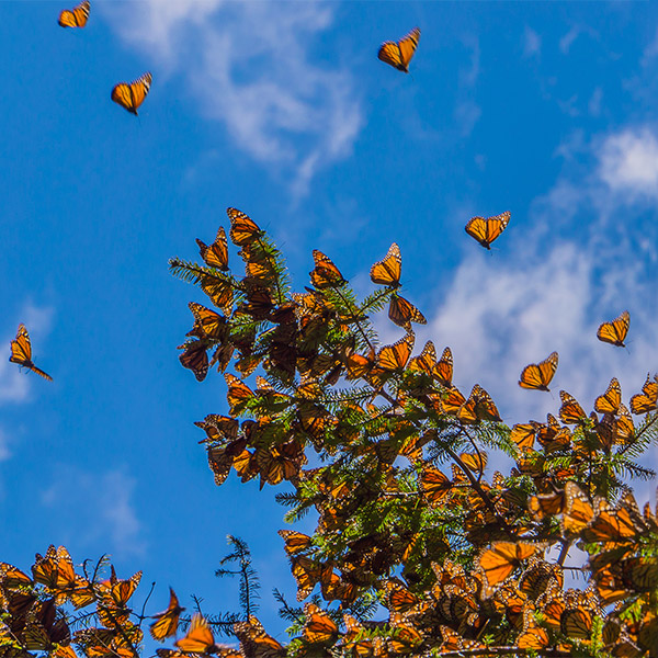 Monarch butterfly migration in Mexico