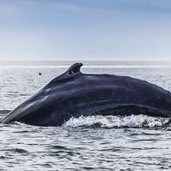 Humpback whale breaching in Quebec, Canada.