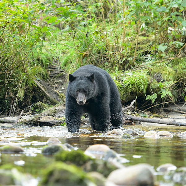Black bear in Canada