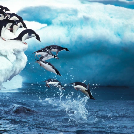 Adelie penguins in Antarctica