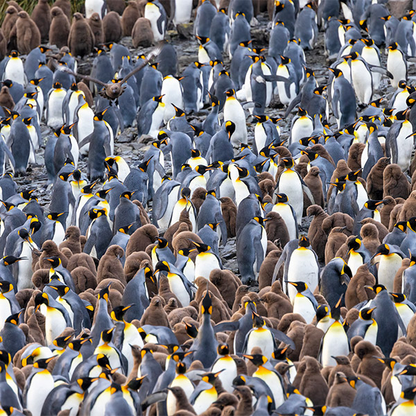 King penguin colony at Salisbury Plain in South Georgia.
