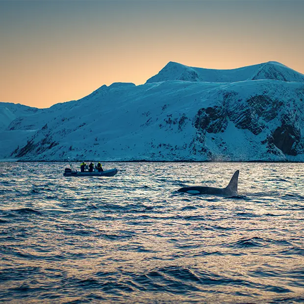 Orca and Zodiac in the Norweigan Arctic