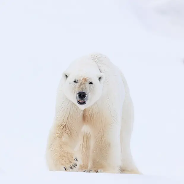 Polar bear in Svalbard.