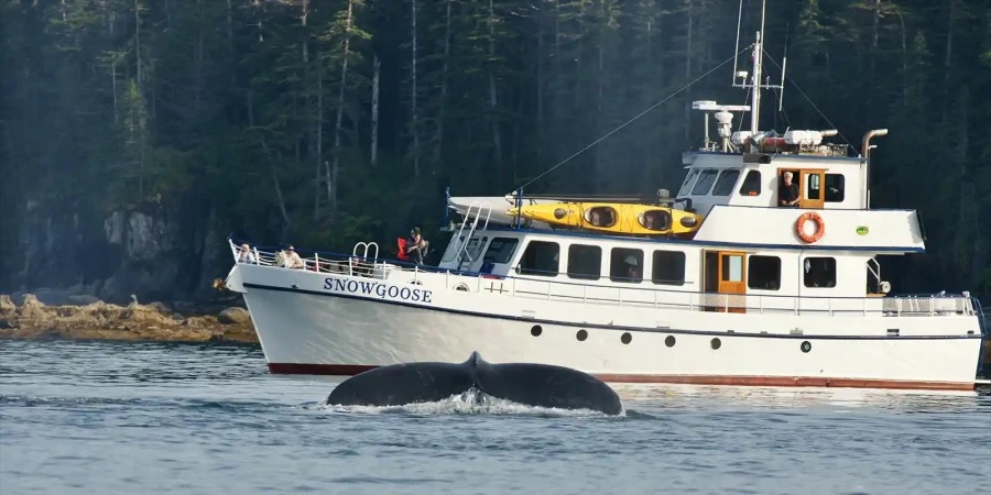 Whale watching from the Snow Goose cruise vessel in Alaska