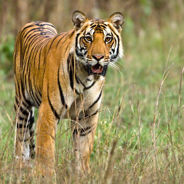 Tiger Watching Safaris & Holidays | Wildlife Worldwide