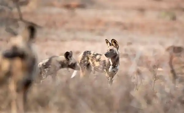 Klaserie Private Nature Reserve