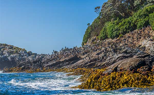 Subantarctic Islands 