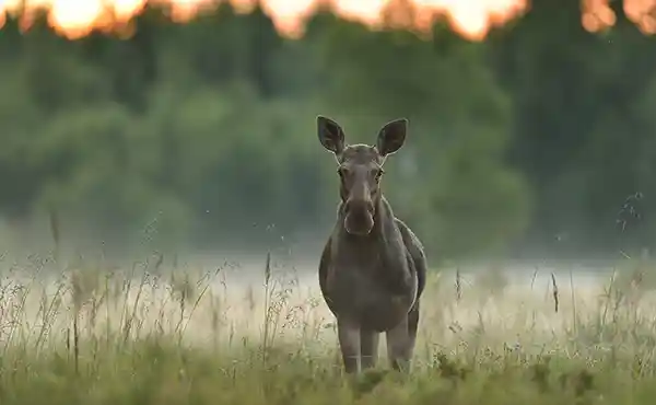Matsalu National Park
