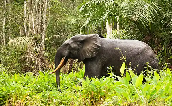 Loango National Park
