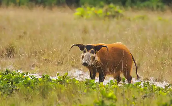 Lopé National Park