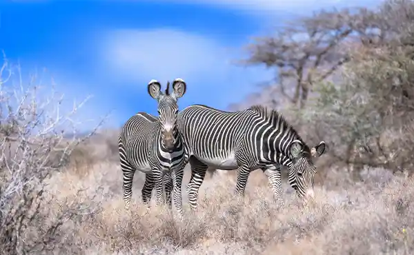 Laikipia Plateau