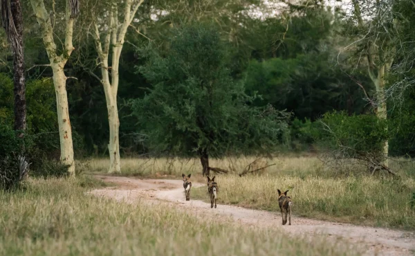 Gorongosa National Park