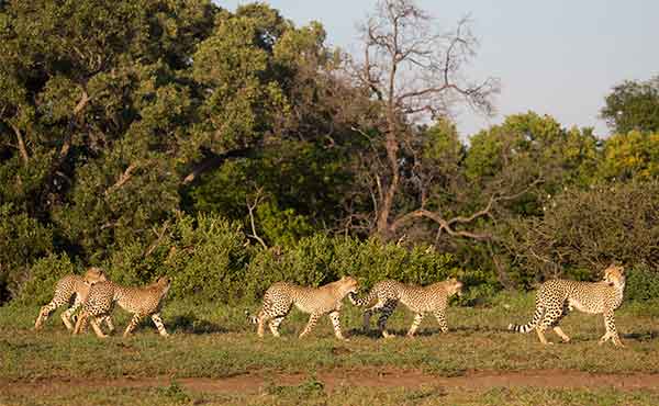 Mashatu Game Reserve