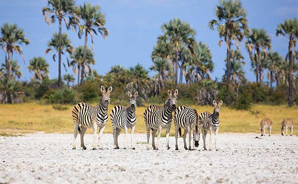 Nxai Pan National Park