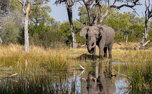 Mababe Private Reserve