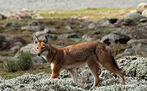 Bale Mountains National Park