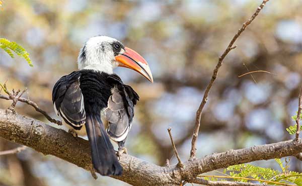 Lake Langano, Lake Abijatta & Lake Shalla