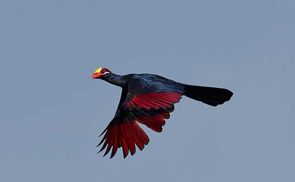 Kiang West National Park