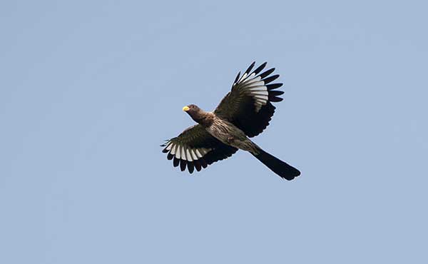 Abuko Rainforest Reserve