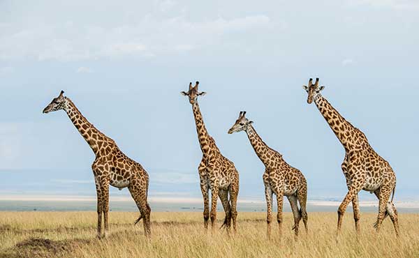 Ol Kinyei Conservancy