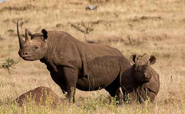 Lewa Wildlife Conservancy