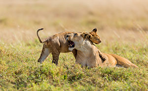 Mara North Conservancy