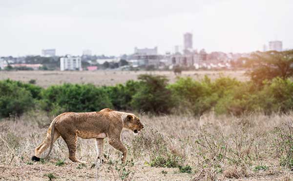 Nairobi National Park