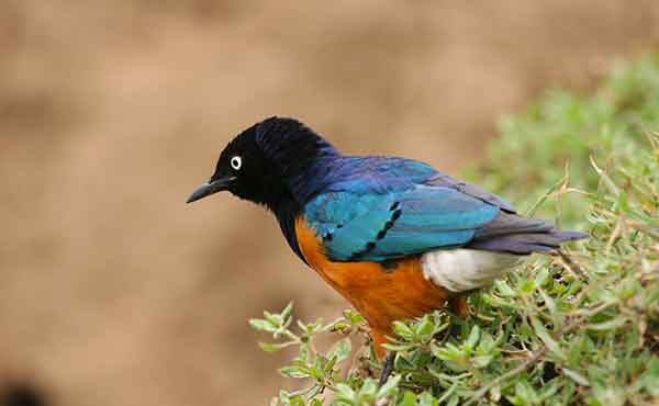 Samburu National Reserve