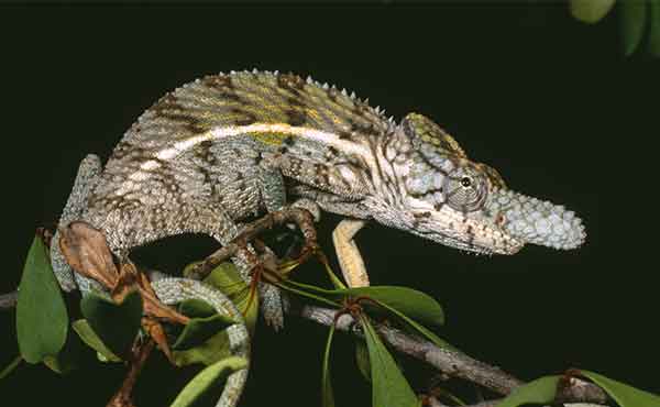 Ankarafantsika National Park