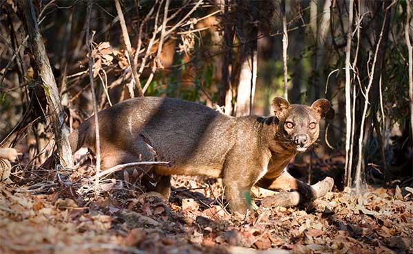 Madagascar's Weird & Wonderful Mammals | Wildlife Worldwide