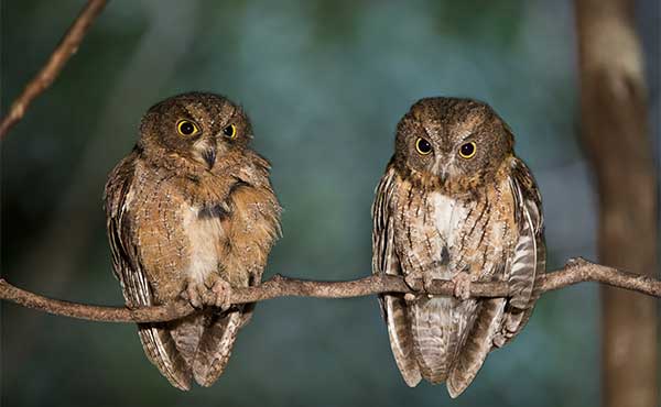 Ifotaka Community Forest