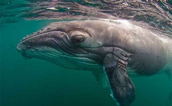 Nosy Boraha (Ile Sainte-Marie)