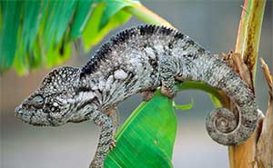 Zombitse-Vohibasia National Park