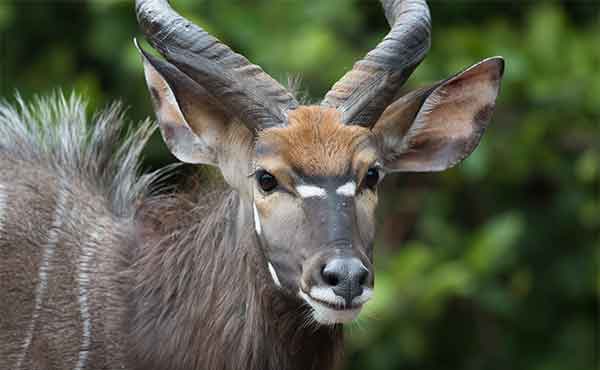 Majete Wildlife Reserve