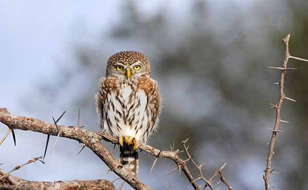 Vwaza Marsh Game Reserve