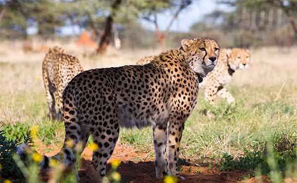 The Africat Foundation