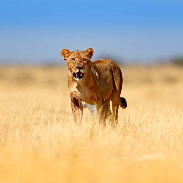 Lioness in Etosha National Park, Namibia