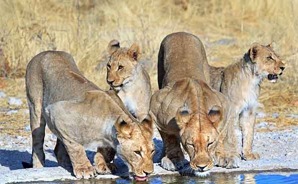Etosha National Park & Ongava Reserve