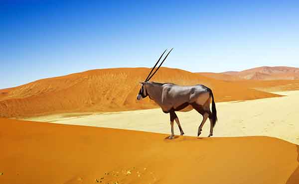 Namib Naukluft Park & Sossusvlei